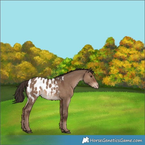 Horse Color:Liver Red Dun Appaloosa 
