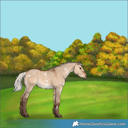 Horse Color:White Spotted Silver Bay Dun Rabicano 