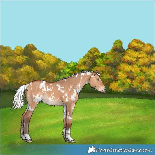 Horse Color:White Spotted Silver Bay Dun 