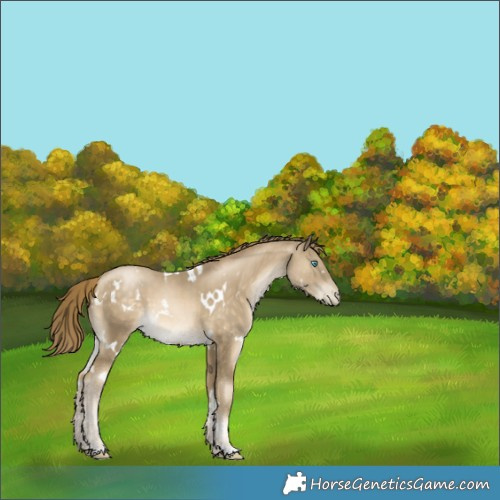 Horse Color:White Spotted Buckskin Pearl 