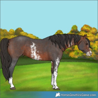 Horse Color:Bay Sabino 