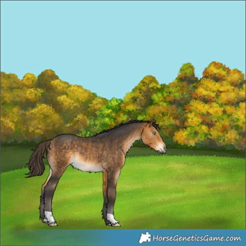 Horse Color:Buckskin Rabicano 