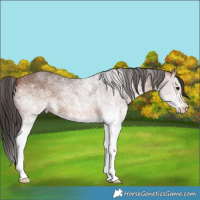 Horse Color:White Spotted Bay 