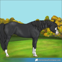 Horse Color:Black 
