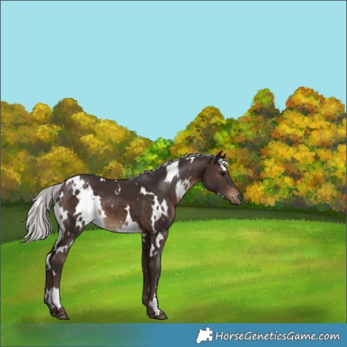 Horse Color:White Spotted Silver Brown 