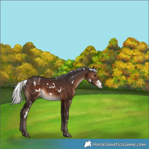 Horse Color:White Spotted Silver Brown 