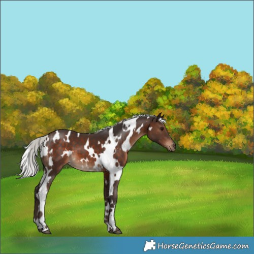 Horse Color:White Spotted Silver Brown 