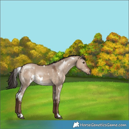 Horse Color:White Spotted Liver Red Dun 