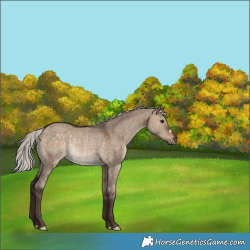 Horse Color:Silver Brown Dun Rabicano 