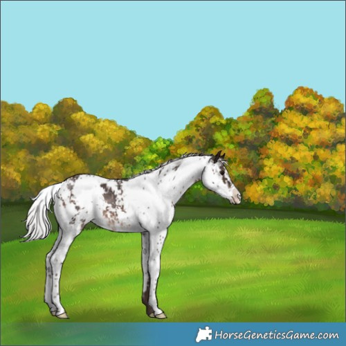 Horse Color:Silver Brown Sabino Rabicano 