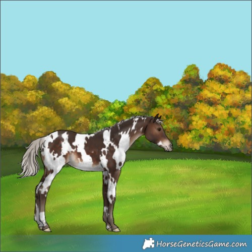 Horse Color:White Spotted Silver Brown 