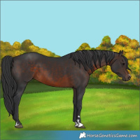 Horse Color:Brown 