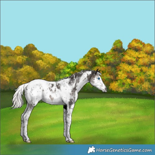 Horse Color:Gray White Spotted Silver Black Splash Tobiano Appaloosa 