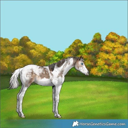 Horse Color:Gray Silver Brown Dun Splash Tobiano Appaloosa 