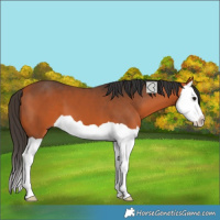 Horse Color:Bay Splash 