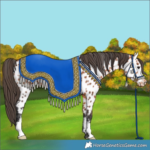 Horse Color:Bay Appaloosa 