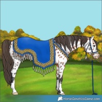 Horse Color:Bay Appaloosa