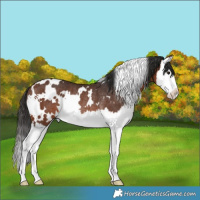 Horse Color:White Spotted Brown Splash Rabicano