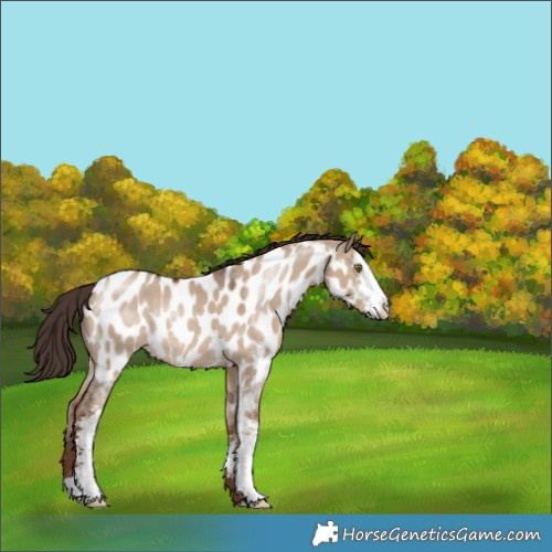 Horse Color:Liver Red Dun Sabino Appaloosa Rabicano 