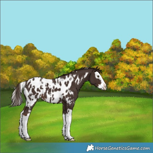 Horse Color:White Spotted Liver Chestnut Sabino Splash Appaloosa 