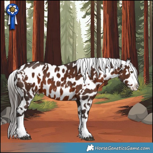 Horse Color:White Spotted Liver Chestnut Splash Appaloosa 