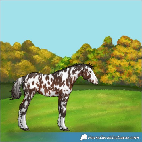 Horse Color:White Spotted Liver Chestnut Splash Appaloosa 