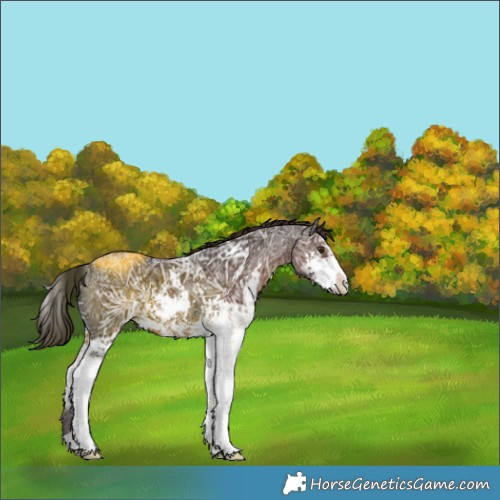 Horse Color:Liver Chestnut Ice Sabino 