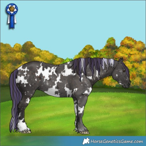 Horse Color:Painted White Spotted Liver Chestnut 