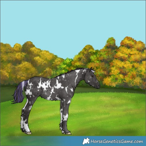 Horse Color:Painted White Spotted Liver Chestnut 