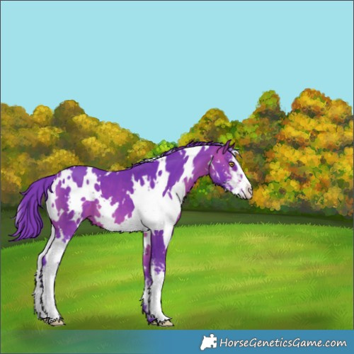 Horse Color:Watercolor White Spotted Bay Sabino 