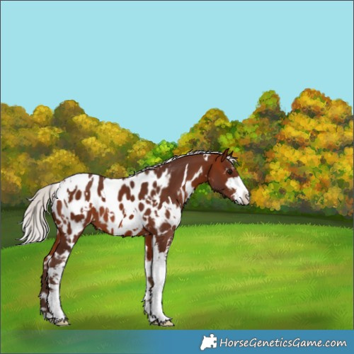 Horse Color:White Spotted Silver Bay Sabino Appaloosa 