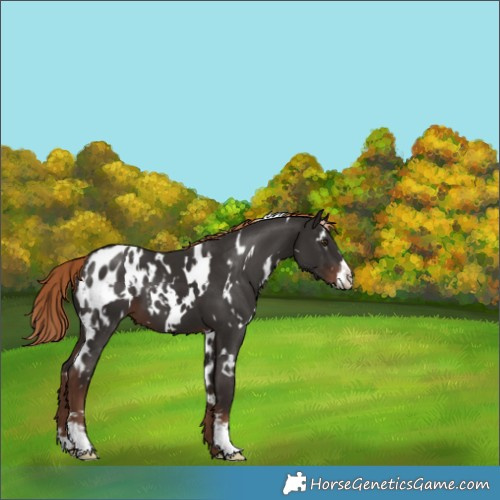 Horse Color:White Spotted Liver Chestnut Sabino Appaloosa 