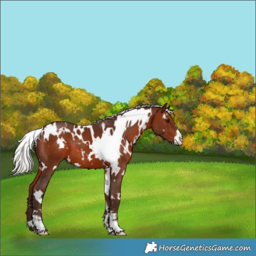 Horse Color:White Spotted Silver Brown Sabino 