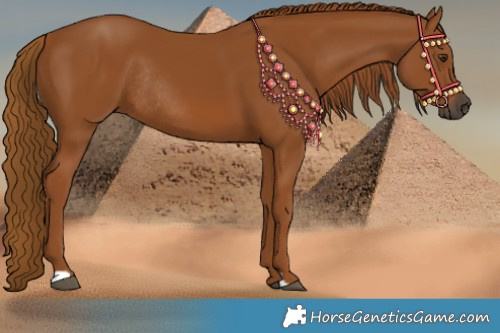 Horse Color:Gray Chestnut Rabicano 