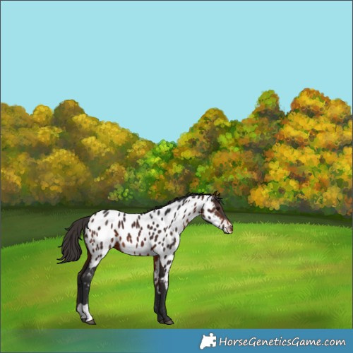 Horse Color:Bay Appaloosa