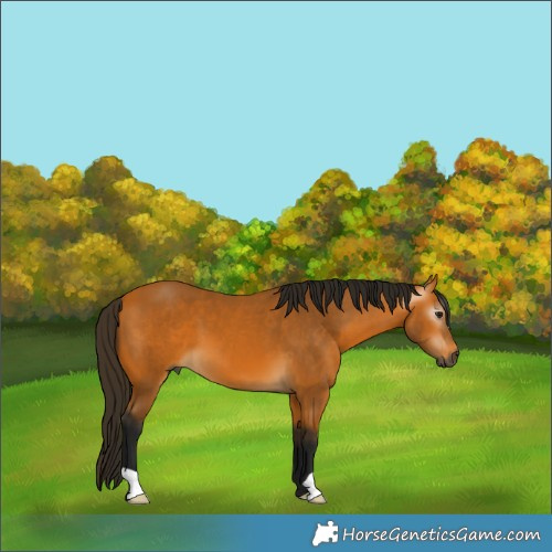 Horse Color:Gray Buckskin 