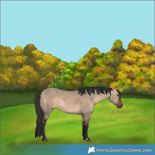 Horse Color:Bay Dun Rabicano 