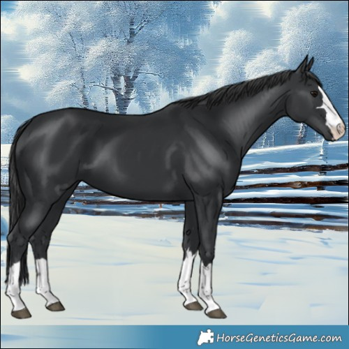 Horse Color:Black 