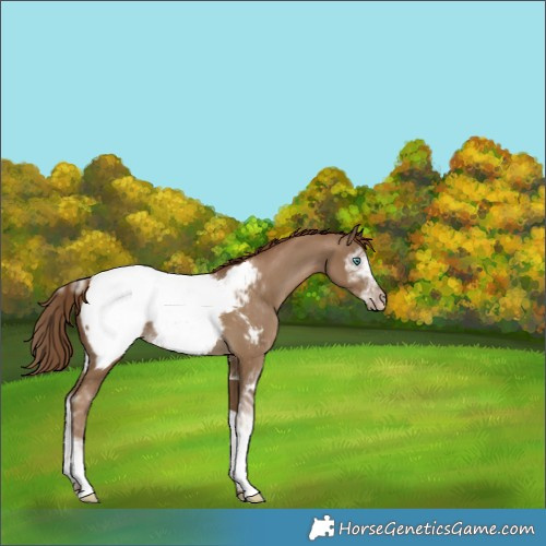 Horse Color:Gray Smoky Black Pearl Sabino Appaloosa