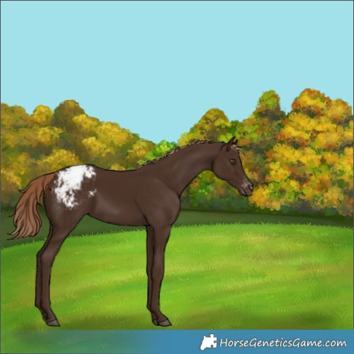 Horse Color:Liver Chestnut Appaloosa