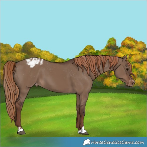 Horse Color:Liver Red Dun Appaloosa 