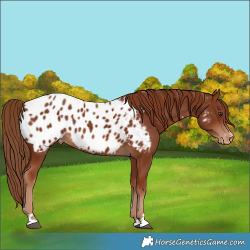 Horse Color:Chestnut Appaloosa 