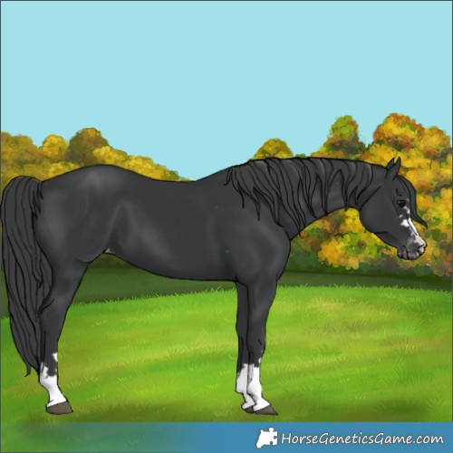 Horse Color:Black Appaloosa 