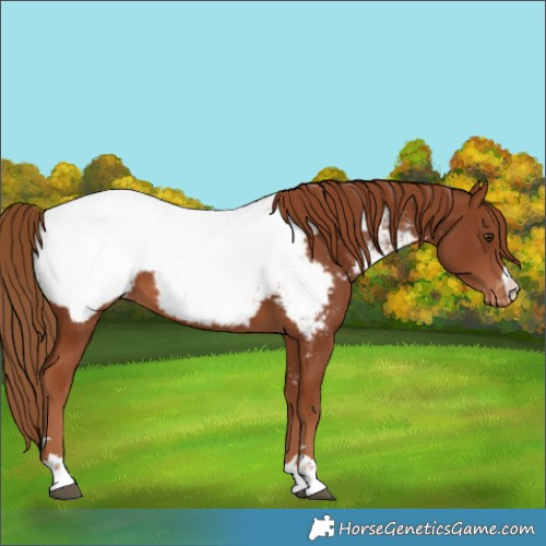 Horse Color:Chestnut Appaloosa 