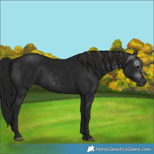 Horse Color:Gray Black 