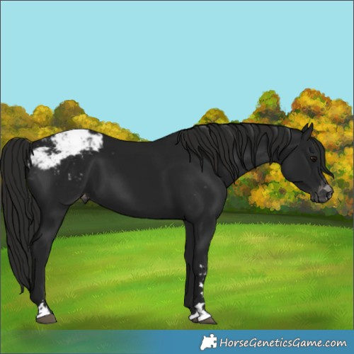 Horse Color:Gray Black Appaloosa 