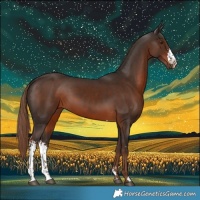 Horse Color:Liver Chestnut Sabino 