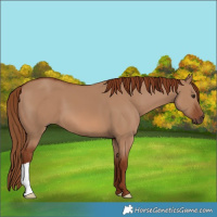 Horse Color:Red Dun 