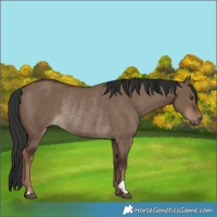 Horse Color:Liver Red Dun Rabicano 