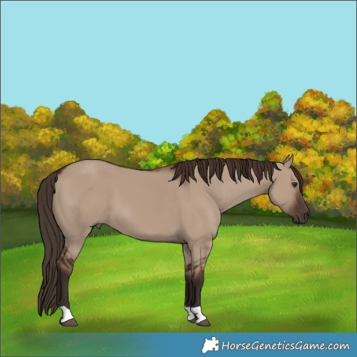 Horse Color:Unknown 